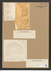 Campylodiscus echeneis Ehr. (de-Toni-Nr.: Genus 57, Species 2450) Zeichnungen Sammlung Grunow Nr. 4932 (NHMW-BOT-W0373143)